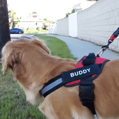 Personalized No Pull Breathable Dog Harness - FREE SHIPPING TODAY ONLY
